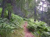 01 Bosco dietro il Roccoli dei Lorla